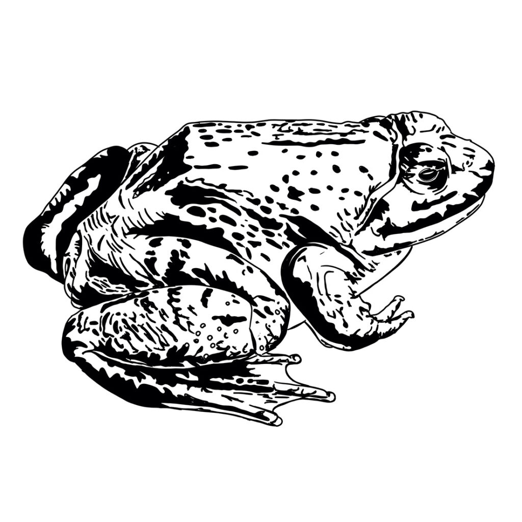 Digitale Zeichnung einer Kröte.