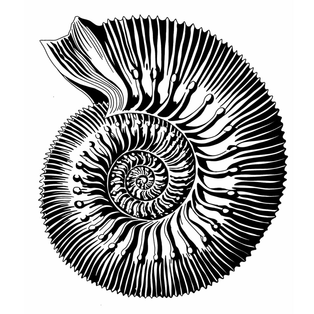 Digitale Zeichnung eines Ammoniten (Stephanoceras)