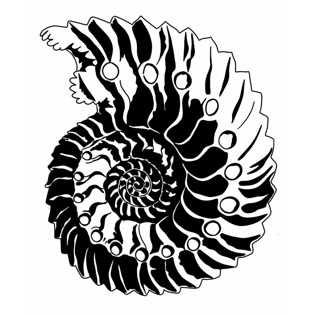 Digitale Zeichnung eines Ammoniten (Cardioceras)