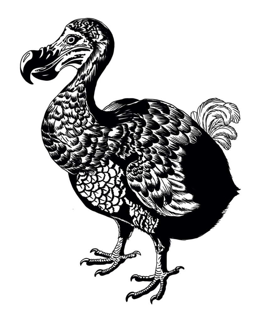 Digitale Zeichnung eines Dodo.