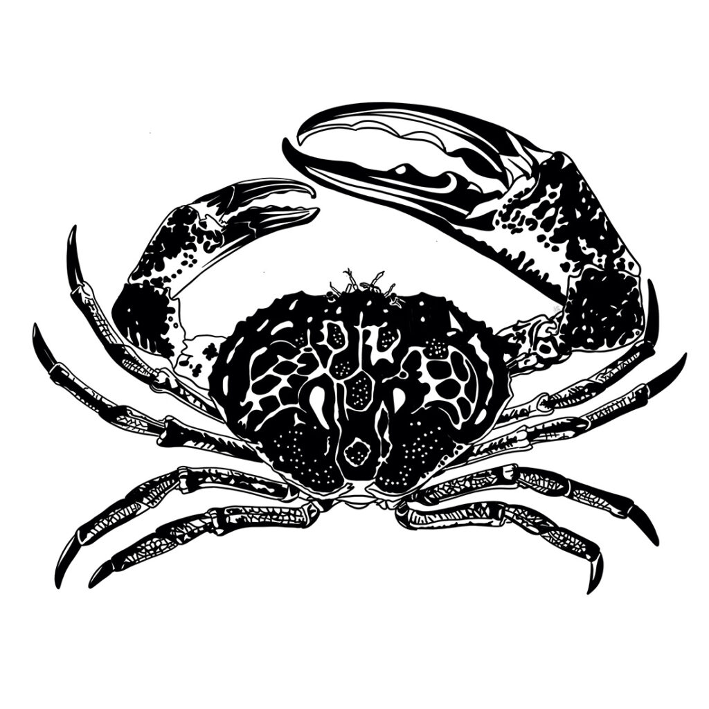 Digitale Zeichnung einer Krabbe.